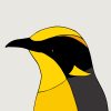 Helmeted Honeyeater - Image 3