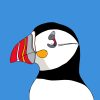 Atlantic Puffin - Image 3