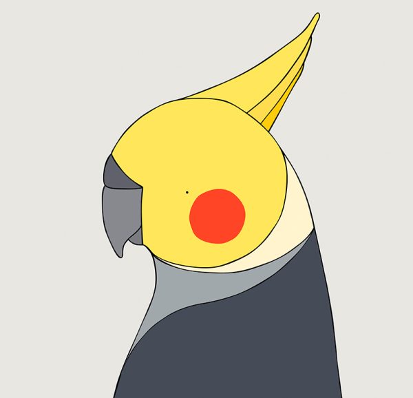 Cockatiel - Image 2