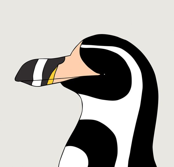 Humboldt Penguin - Image 3