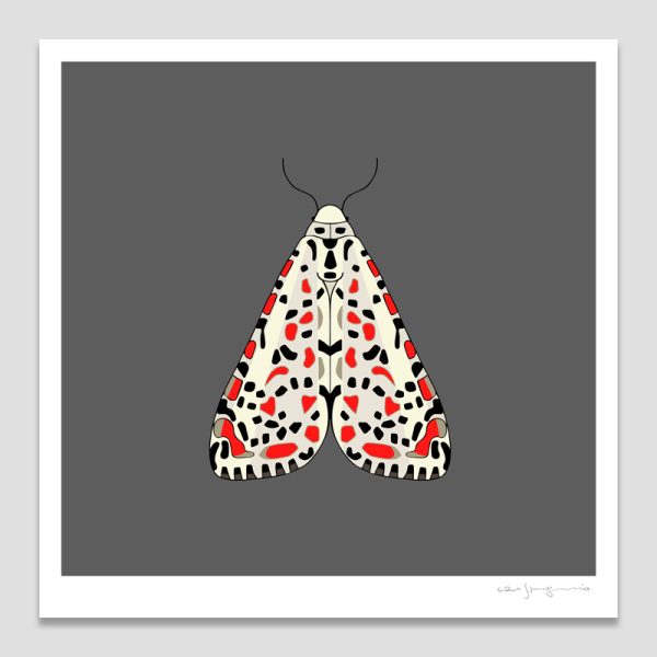 Heliotrope Moth