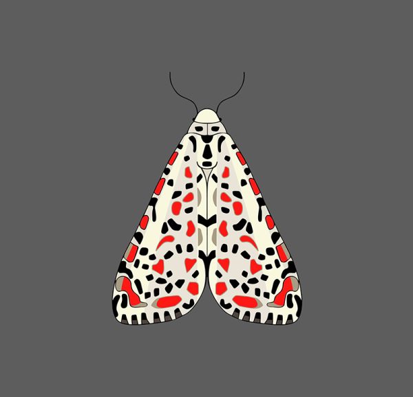 Heliotrope Moth - Image 3
