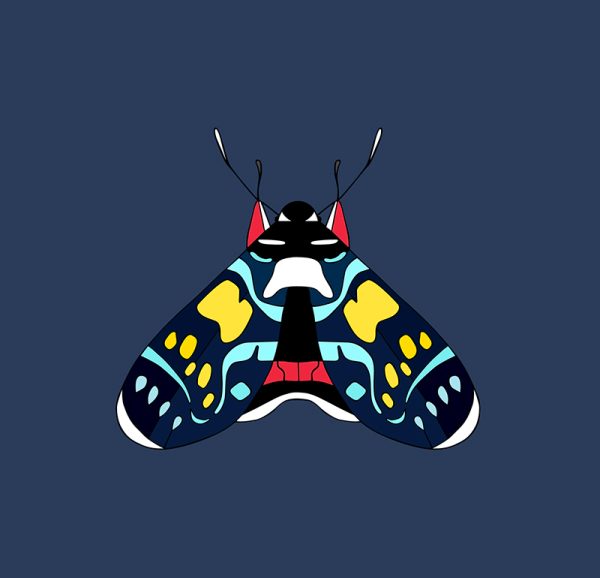 Painted Vine Moth - Image 3