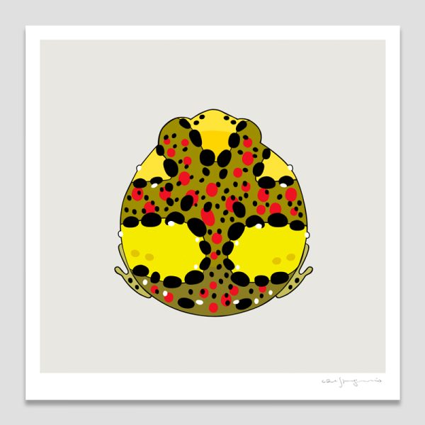 Holy Cross Frog