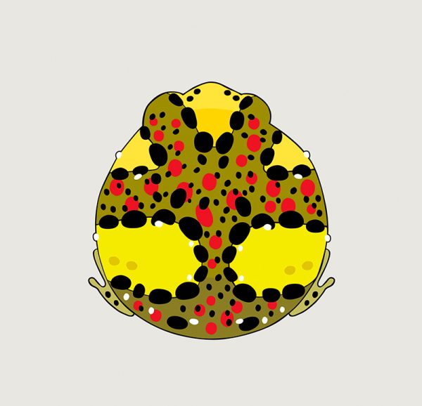 Holy Cross Frog - Image 3
