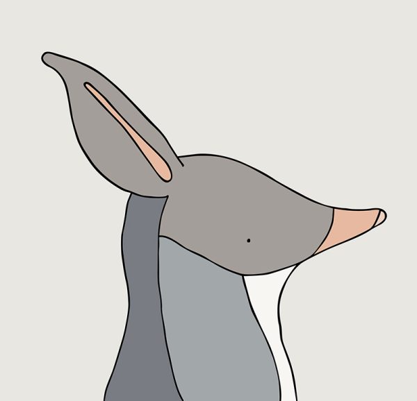 Greater Bilby - Image 3