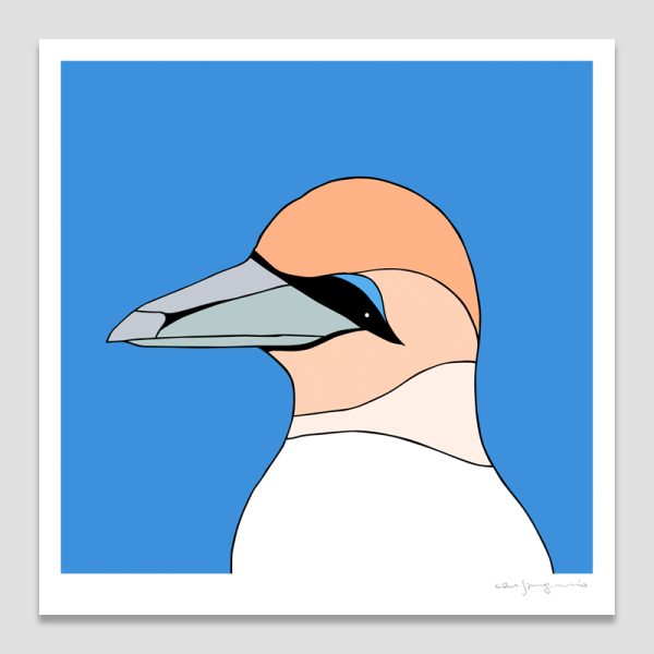 Australasian Gannet