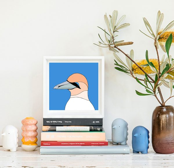 Australasian Gannet - Image 2