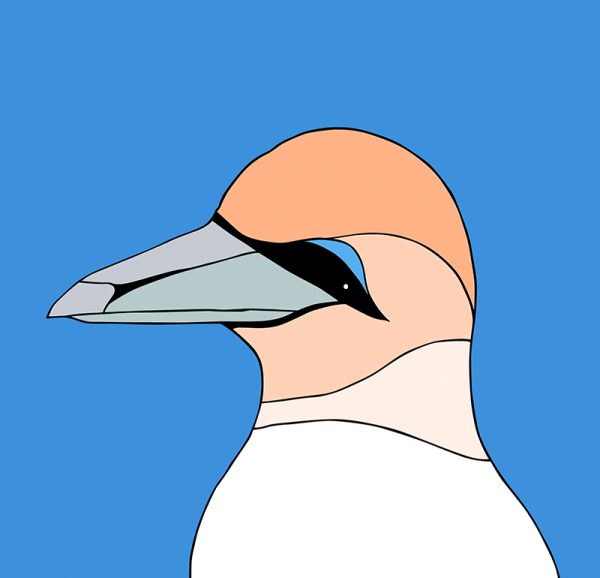 Australasian Gannet - Image 3
