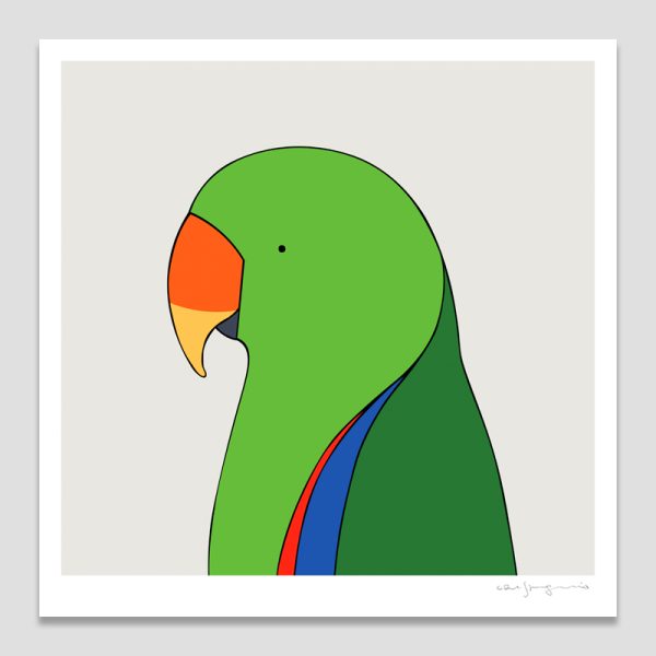 Eclectus Parrot