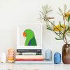 Eclectus Parrot - Image 2