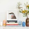 Red Wattlebird - Image 2
