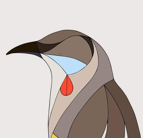 Red Wattlebird - Image 3