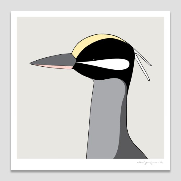Yellow-crowned Night-heron