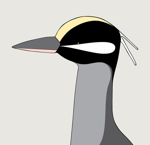 Yellow-crowned Night-heron - Image 3