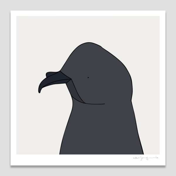 Ashy Storm Petrel