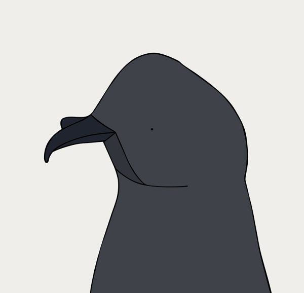 Ashy Storm Petrel - Image 3