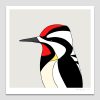 Yellow-bellied Sapsucker