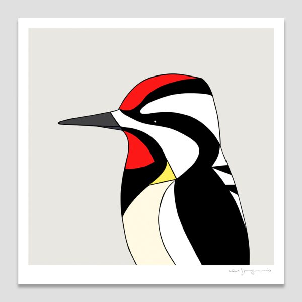 Yellow-bellied Sapsucker