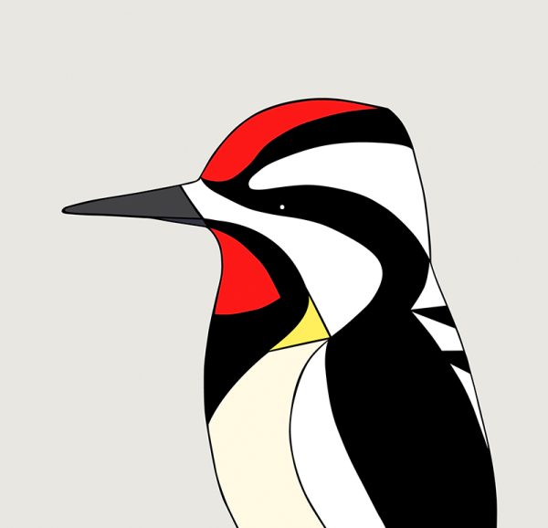 Yellow-bellied Sapsucker - Image 3