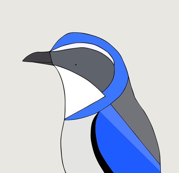 Western Scrub Jay - Image 3