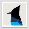 Steller's Jay