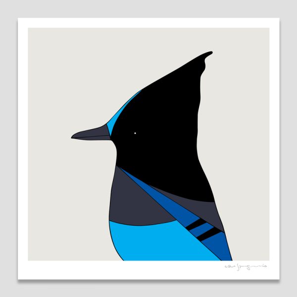 Steller's Jay