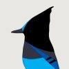 Steller's Jay - Image 3