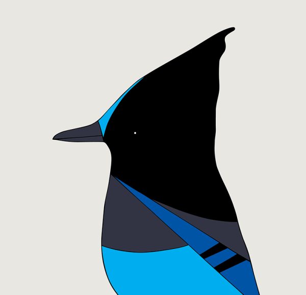 Steller's Jay - Image 3