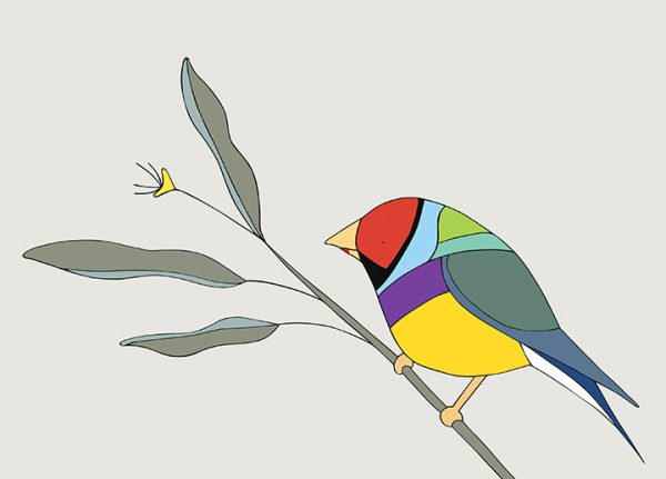 Gouldian Finch