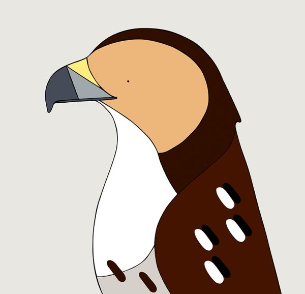 Red-tailed Hawk - Image 3
