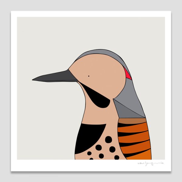 Northern Flicker