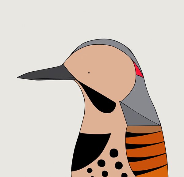 Northern Flicker - Image 3