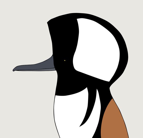 Hooded Merganser - Image 3