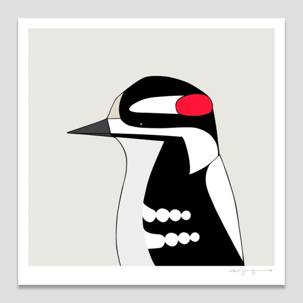 Downy Woodpecker