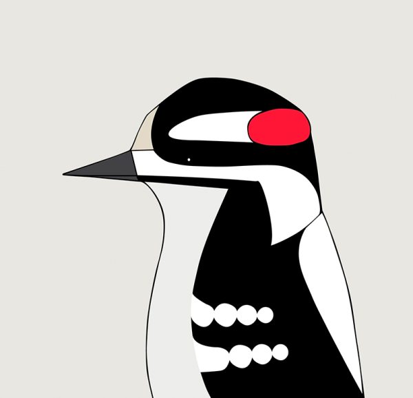 Downy Woodpecker - Image 3