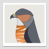 Coopers Hawk