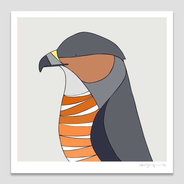 Coopers Hawk