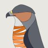 Coopers Hawk - Image 3