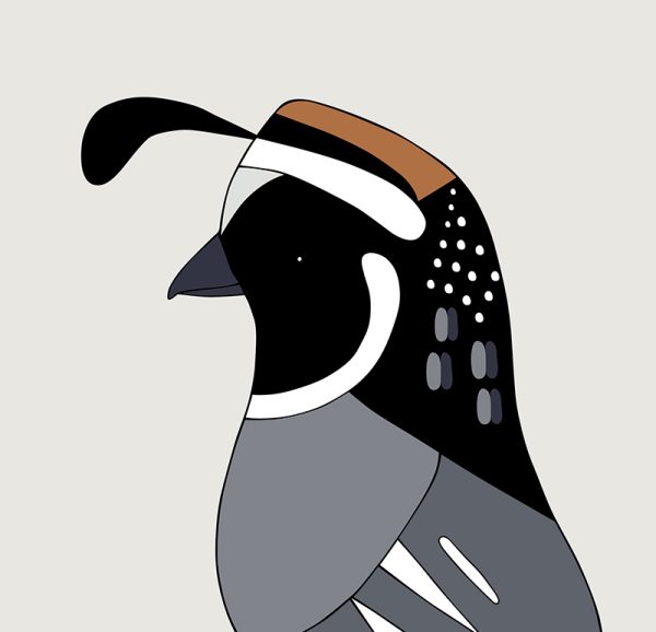 California Quail - Image 3