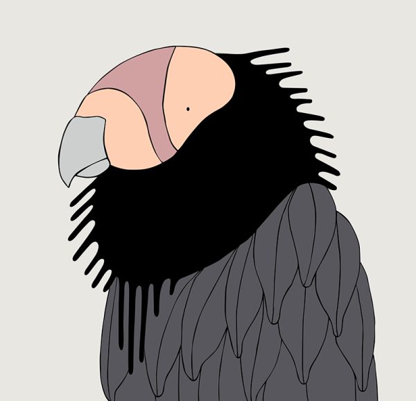 California Condor - Image 3
