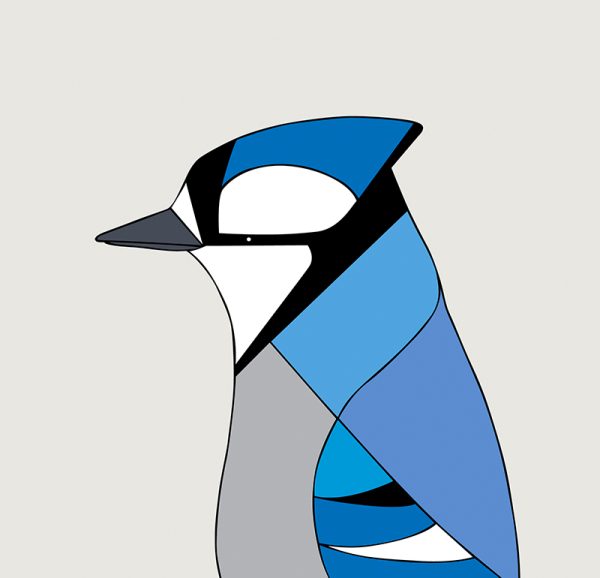 Blue Jay - Image 3