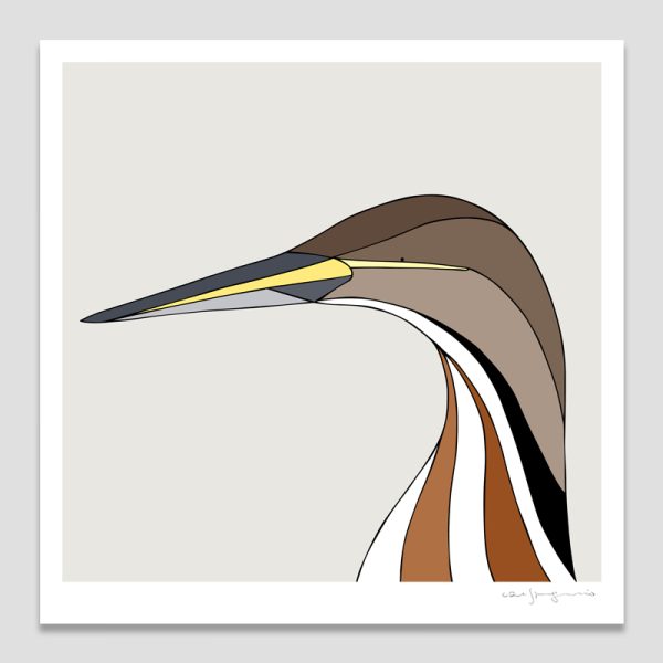 American Bittern