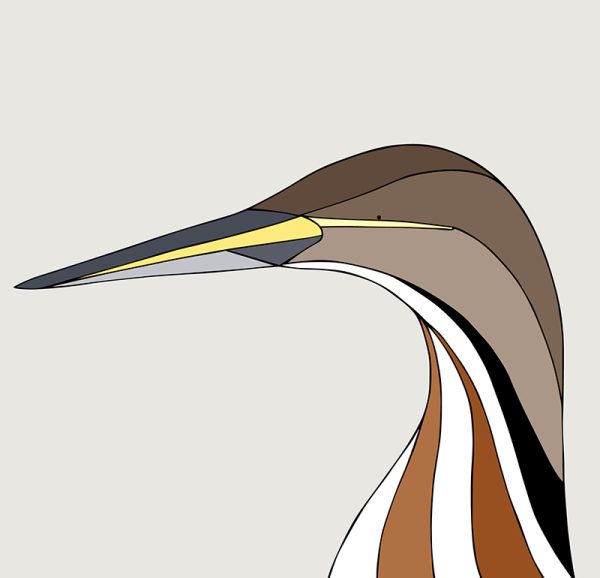 American Bittern - Image 3