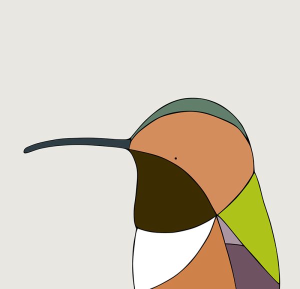 Allen's Hummingbird - Image 3