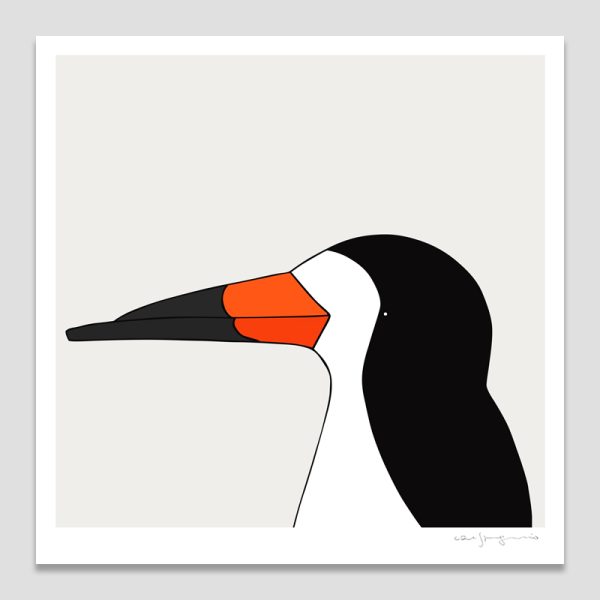 Black Skimmer