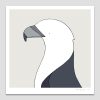 White-bellied Sea Eagle