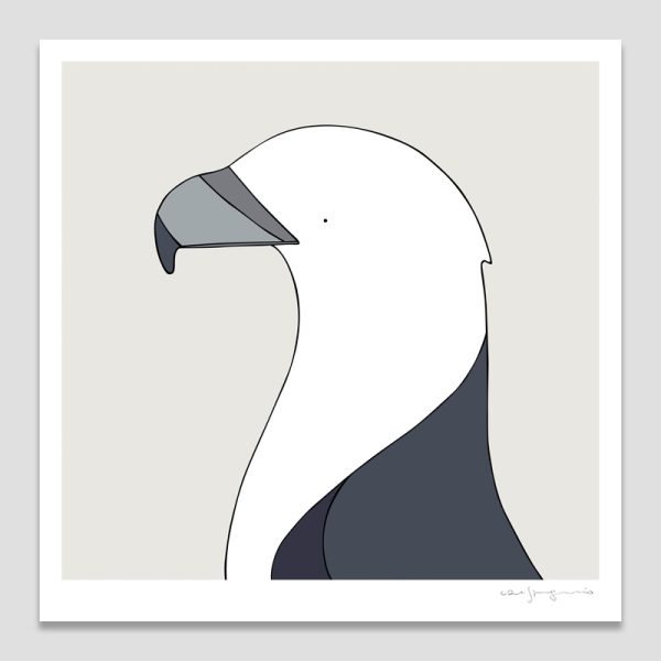 White-bellied Sea Eagle