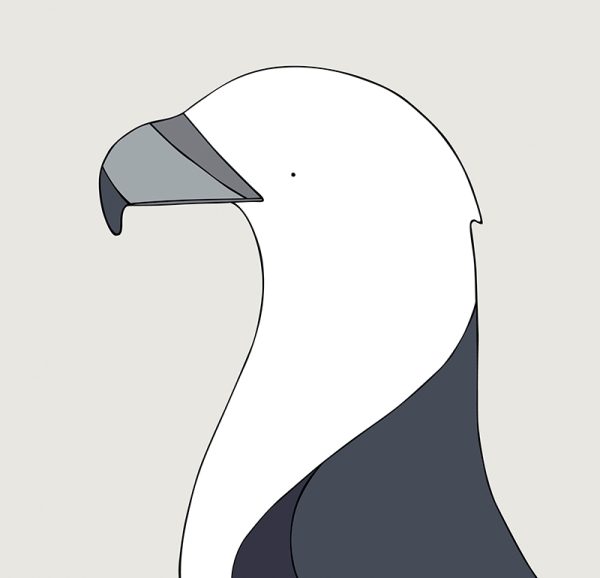White-bellied Sea Eagle - Image 3
