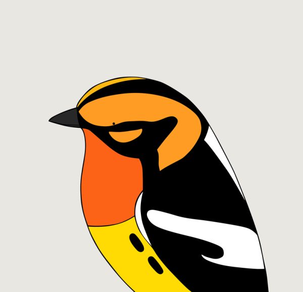Blackburnian Warbler - Image 3